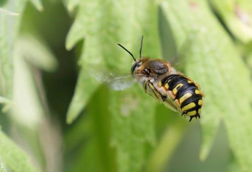 Anthidium manicatum
